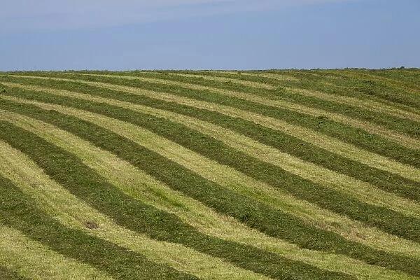 Hayfield raked in geometric patterns, Compton, Eastern Townships, Quebec Province, Canada