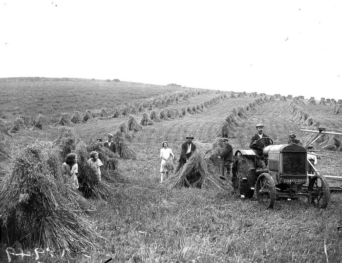 Framed Print : Haymaking. August 1929: A farming family making haystacks in a hayfield Framed Print : Haymaking. August 1929: A farming family making haystacks in a hayfield