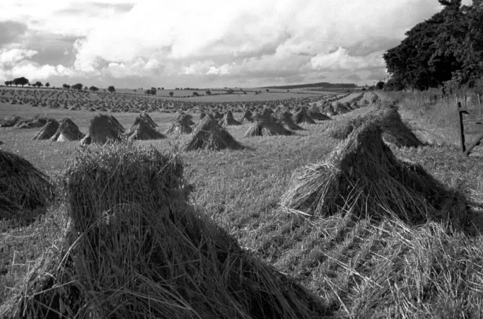 Framed Print : Haystacks. 4th September 1948: Stooks of wheat stand drying in a field at Stockbridge