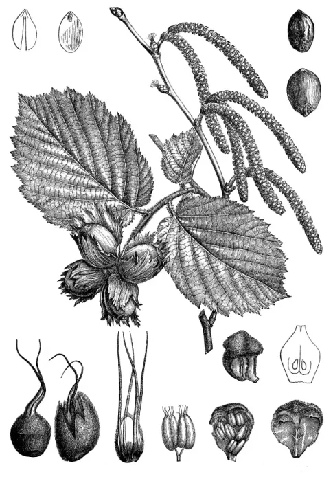 Framed Print : The hazel (Corylus) Framed Print : The hazel (Corylus)