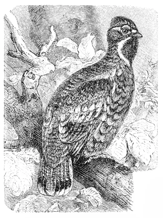 Framed Print : Hazel Grouse or Hazel Hen - Tetrastes bonasia Framed Print : Hazel Grouse or Hazel Hen - Tetrastes bonasia