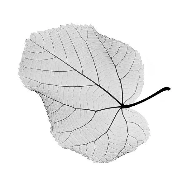 Hazel leaf, X-ray