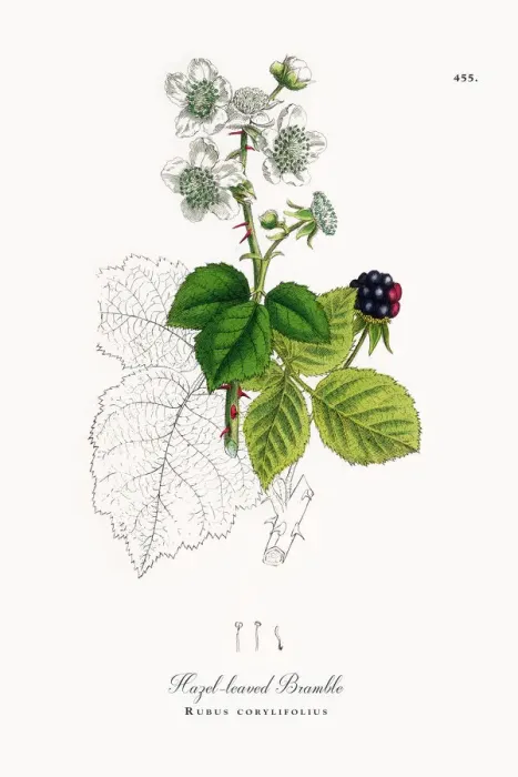 Framed Print : Hazel-leaved Bramble, Rubus corylifolius, Victorian Botanical Illustration, 1863 Framed Print : Hazel-leaved Bramble, Rubus corylifolius, Victorian Botanical Illustration, 1863