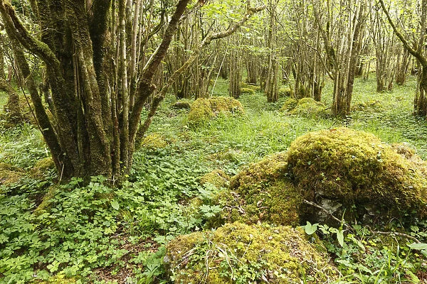 Hazel woods, Burren National Park, County Clare, Ireland, Europe