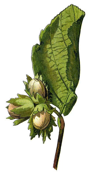 hazelnut. Antique illustration of a Medicinal and Herbal Plants