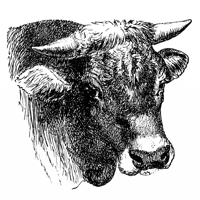Framed Print : Head of the AllgAÔé¼u bull Framed Print : Head of the AllgAÔé¼u bull