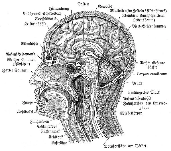 Head and brain anatomy engraving 1857