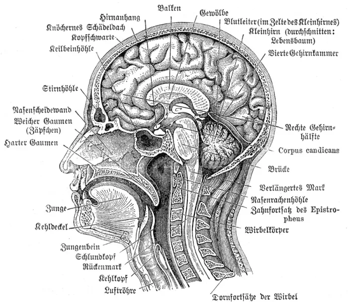 Framed Print : Head and brain anatomy engraving 1857 Framed Print : Head and brain anatomy engraving 1857