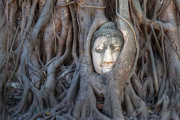 Head of Buddha statue in tree root, Ayuthaya