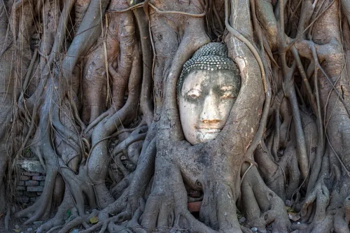 Framed Print : Head of Buddha statue in tree root, Ayuthaya Framed Print : Head of Buddha statue in tree root, Ayuthaya