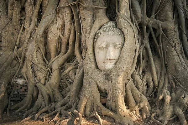 Head of Buddha statue in the tree roots