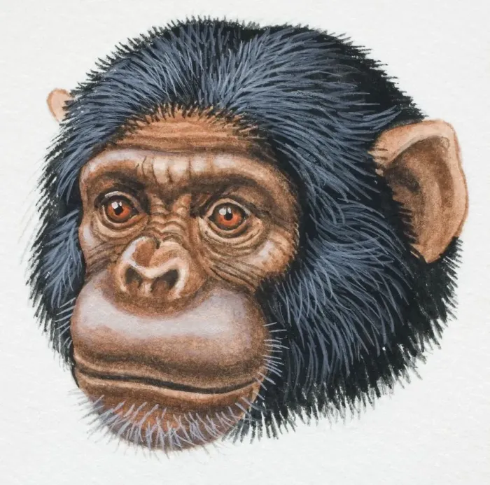 Framed Print : Head of a Chimpanzee, Pan troglodytes, looking ahead, front view Framed Print : Head of a Chimpanzee, Pan troglodytes, looking ahead, front view