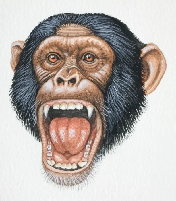 Framed Print : Head of a Chimpanzee, Pan troglodytes, opening its mouth and exposing its teeth, front view Framed Print : Head of a Chimpanzee, Pan troglodytes, opening its mouth and exposing its teeth, front view