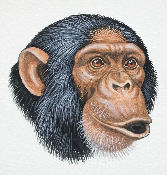 Head of a Chimpanzee, Pan troglodytes, pouting, front view