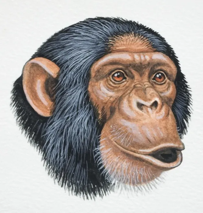 Framed Print : Head of a Chimpanzee, Pan troglodytes, pouting, front view Framed Print : Head of a Chimpanzee, Pan troglodytes, pouting, front view