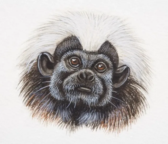 Framed Print : Head of a Cotton-top Tamarin, Saguinus oedipus Framed Print : Head of a Cotton-top Tamarin, Saguinus oedipus