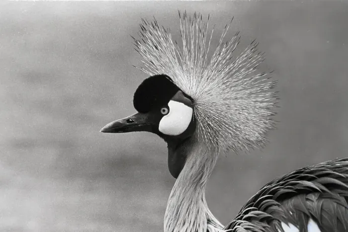Framed Print : Head of Crested Crane Framed Print : Head of Crested Crane