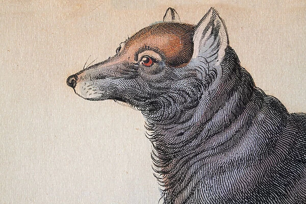 Head of a Dusky or clouded wolf, Canis nubilus