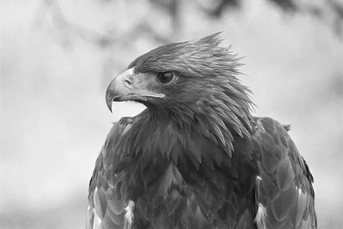 Framed Print : Head of a Golden Eagle Framed Print : Head of a Golden Eagle