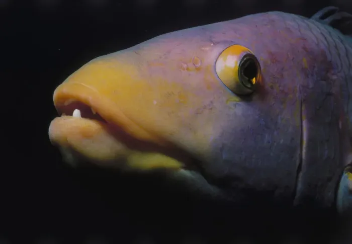 Framed Print : Head of Hogfish Framed Print : Head of Hogfish