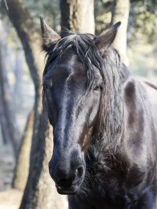 Framed Print : Head of a horse illuminated by the Sun Framed Print : Head of a horse illuminated by the Sun