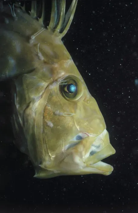 Framed Print : Head of John Dory Fish Framed Print : Head of John Dory Fish