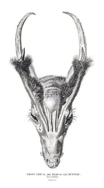 The head of Muntjac engraving 1855