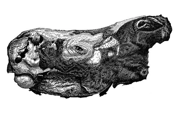 Head of Rhinoceros Merckii (Mercks rhinoceros) extinct species of rhino with completely preserved skin and hair covering, from the Siberian ice floor