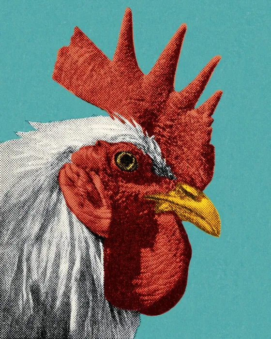 Framed Print : Head of a Rooster Framed Print : Head of a Rooster