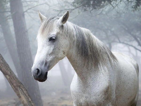 Head of a white horse outdoors between the fog
