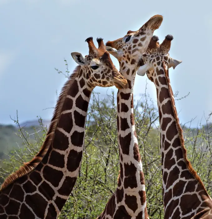 Framed Print : Three Heads are Better Than One - Reticulated Giraffes in Laikipia Framed Print : Three Heads are Better Than One - Reticulated Giraffes in Laikipia