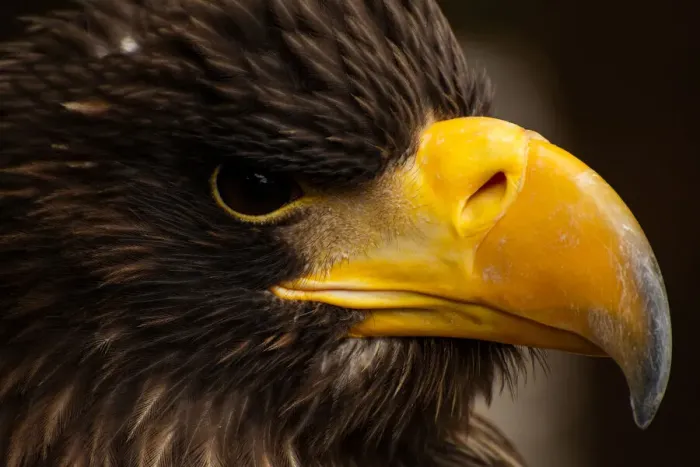 Framed Print : Headshot of Stellers sea eagle (Haliaeetus pelagicus) Framed Print : Headshot of Stellers sea eagle (Haliaeetus pelagicus)