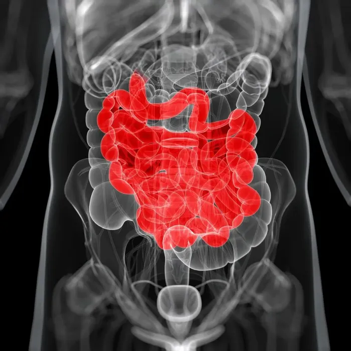 Framed Print : Healthy small intestines, artwork Framed Print : Healthy small intestines, artwork