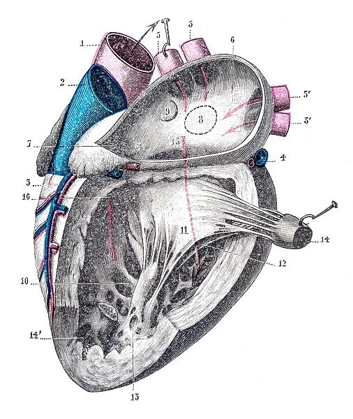 Heart anatomy engraving 1899