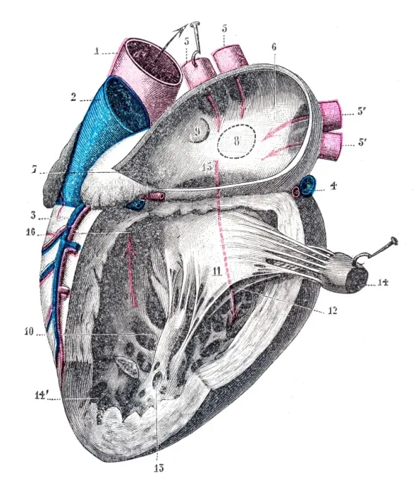Framed Print : Heart anatomy engraving 1899 Framed Print : Heart anatomy engraving 1899