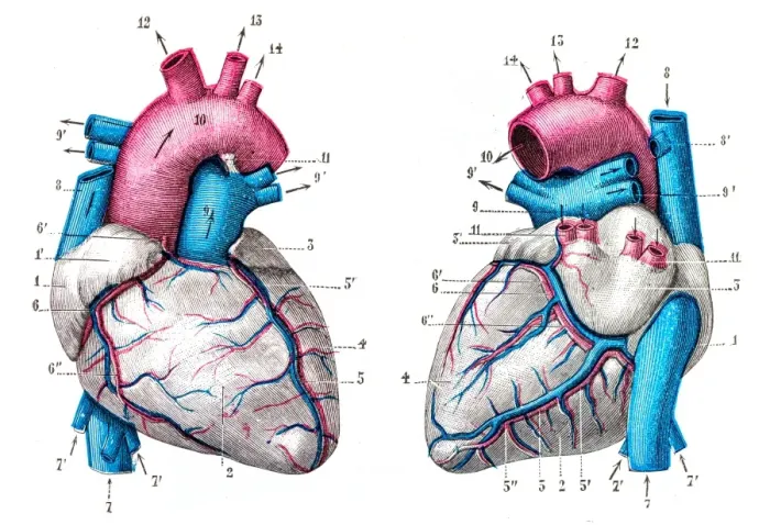 Framed Print : Heart anatomy engraving 1899