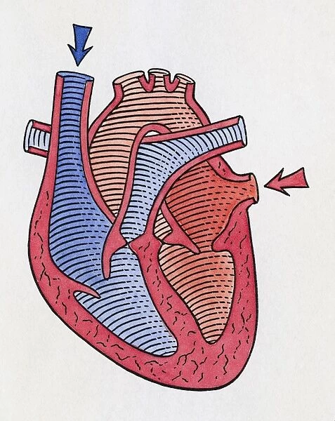 How the heart beats, step 1