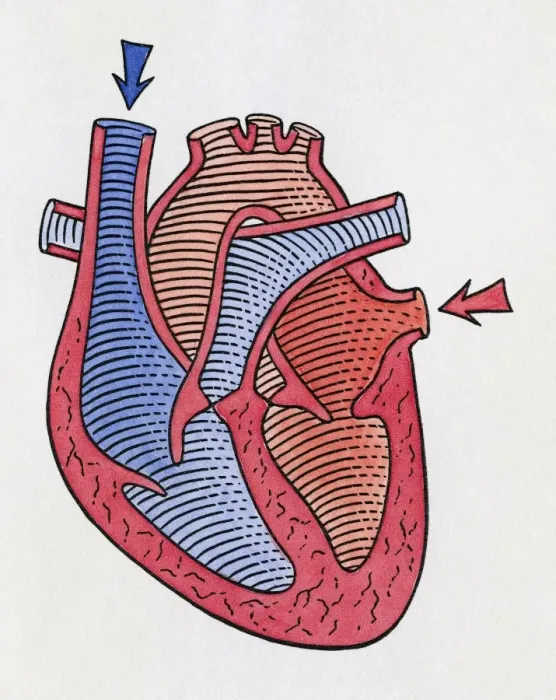 Framed Print : How the heart beats, step 1 Framed Print : How the heart beats, step 1