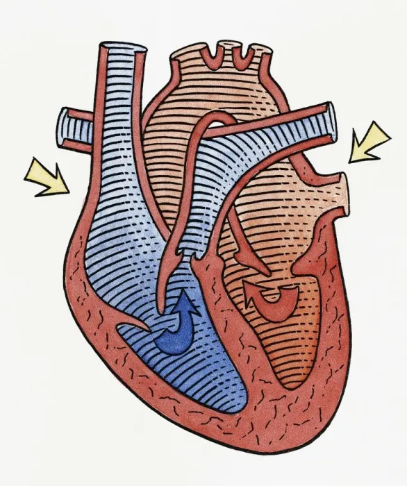 Framed Print : How the heart beats, step 2 Framed Print : How the heart beats, step 2