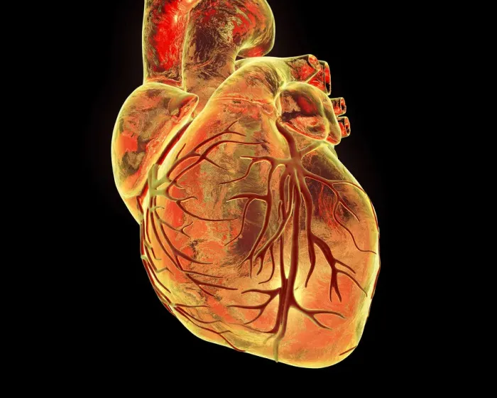 Framed Print : Heart with coronary vessels, illustration Framed Print : Heart with coronary vessels, illustration