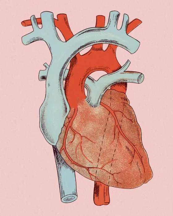 Framed Print : Heart Diagram Framed Print : Heart Diagram