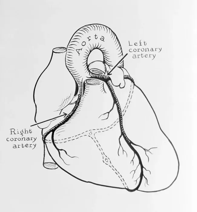 Framed Print : Heart Diagram