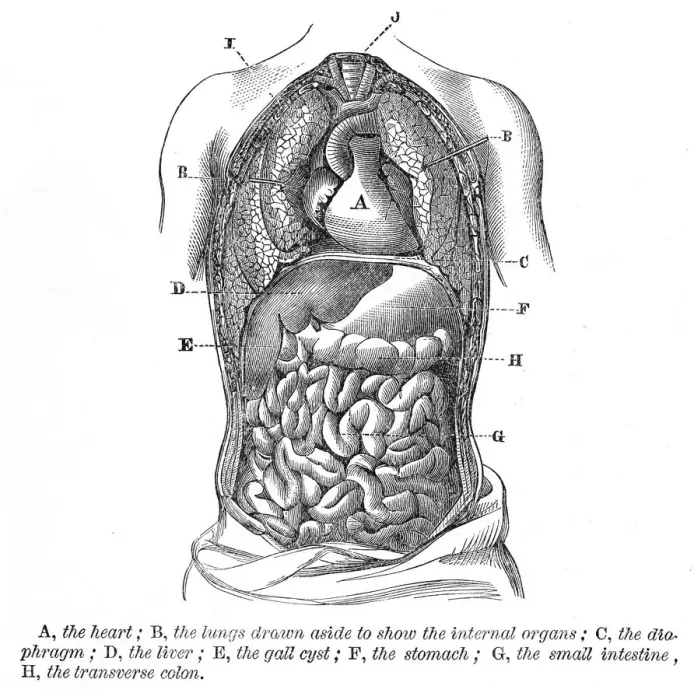 Framed Print : The heart and lungs engraving anatomy 1872 Framed Print : The heart and lungs engraving anatomy 1872
