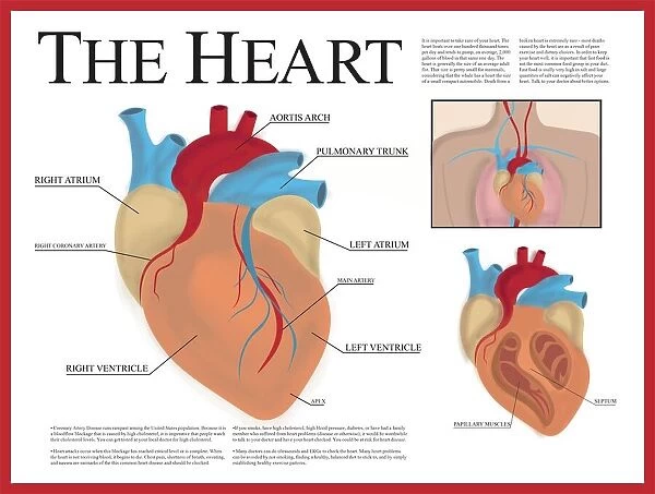 Heart Poster
