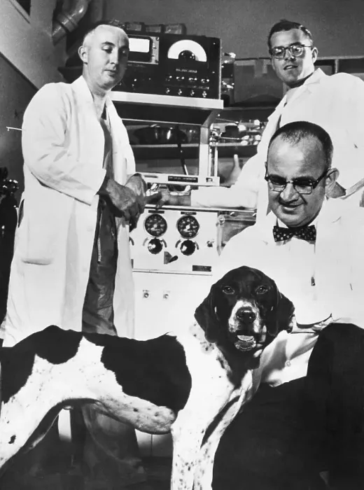 Framed Print : Heart Research Dog and Surgeons Framed Print : Heart Research Dog and Surgeons
