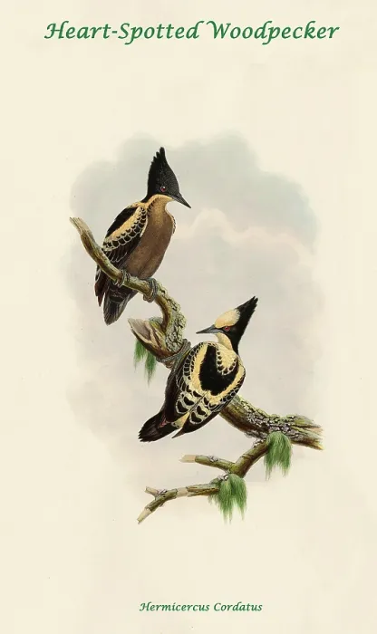 Framed Print : Heart-Spotted Woodpecker