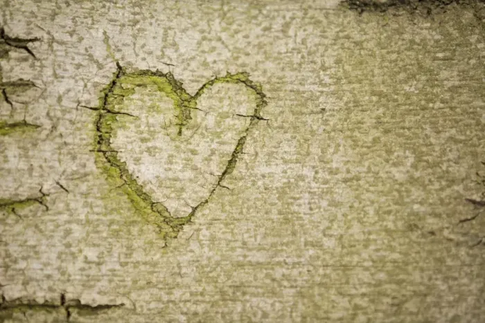 Framed Print : Heart symbol carved into the bark of a beech tree, Cologne, Rhineland, North Rhine-Westphalia, Germany Framed Print : Heart symbol carved into the bark of a beech tree, Cologne, Rhineland, North Rhine-Westphalia, Germany