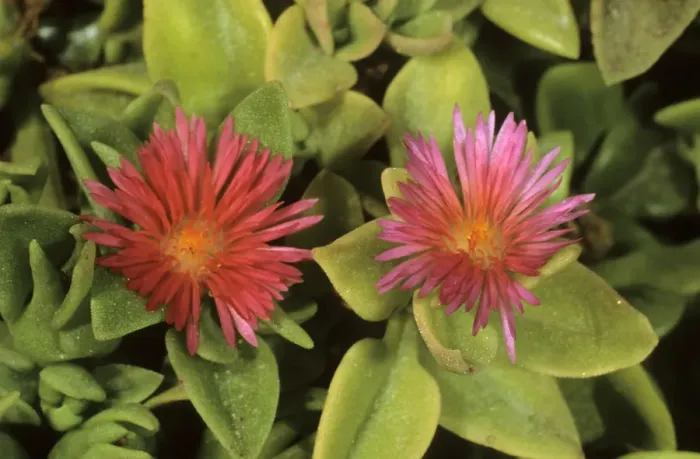 Framed Print : Heartleaf iceplant, baby sun rose (Aptenia cordifolia), Cyprus island, Greece, Europe Framed Print : Heartleaf iceplant, baby sun rose (Aptenia cordifolia), Cyprus island, Greece, Europe