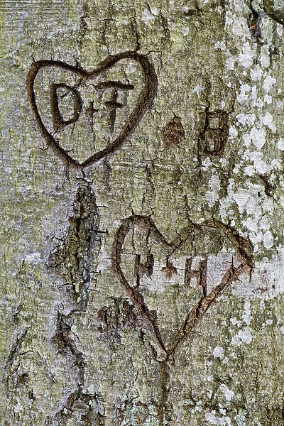 Hearts with the letters D and F, and H and H, carved into a tree bark, Bavaria, Germany