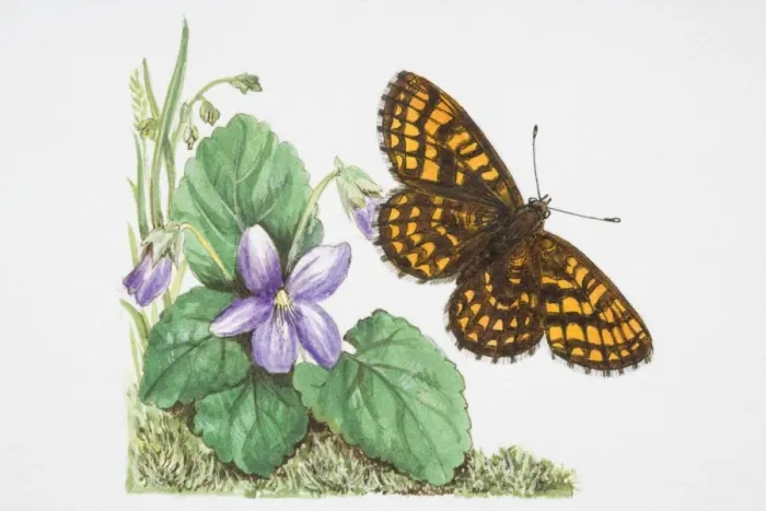 Framed Print : Heath Fritillary butterfly (Melitaea athalia) flying near a purple flower